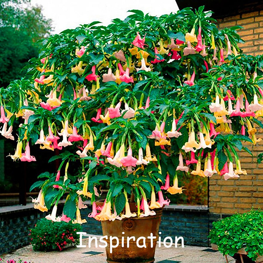 Canvas Wall Art - Angel Trumpet